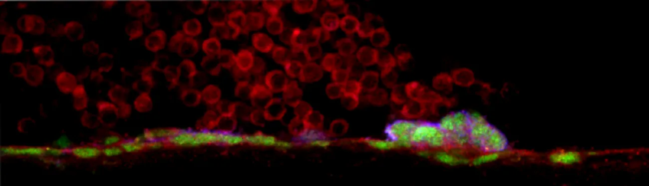 cluster of blood stem cells