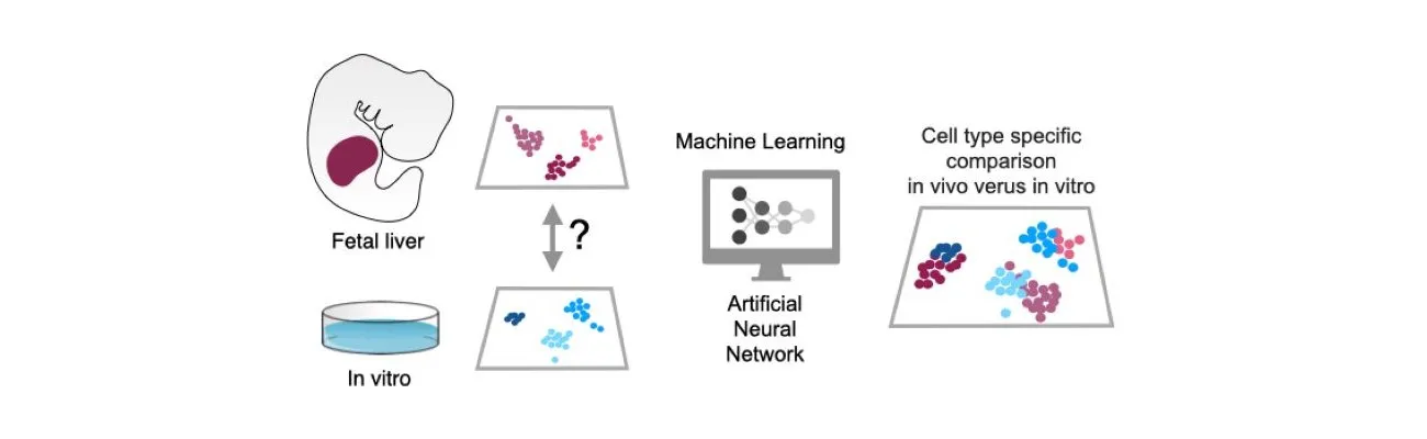 Scientific infographic comparing in vitro derived HSC-like cells and functional HSCs that develop within the fetal liver. Machine learning and Artifical Neural Network allow for cell type specific comparison in vivo versus in vitro. 