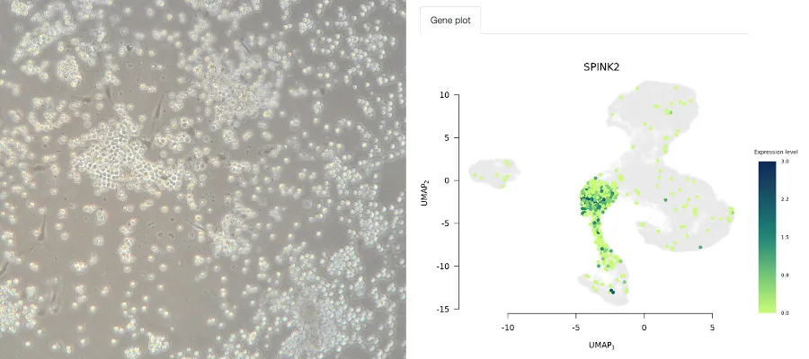 Blood cell progenitors grown in the lab from pluripotent stem cells.