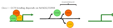 Chromatin mechanisms regulating pluripotent identity Diagram