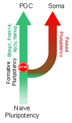 The role of pluripotency TFs in entry to the germline Diagram