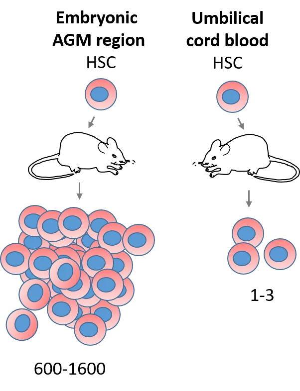  One transplanted haematopoietic stem cell can generate 500 times more daughter cells if from the human embryonic AGM region