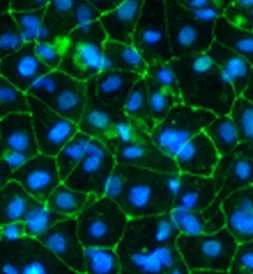 Male human embryonic stem cell model