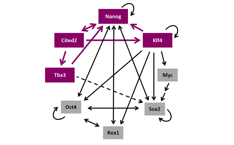 Signalling pathway showing Cited2 as an essential regulator of embryonic stem cell functions