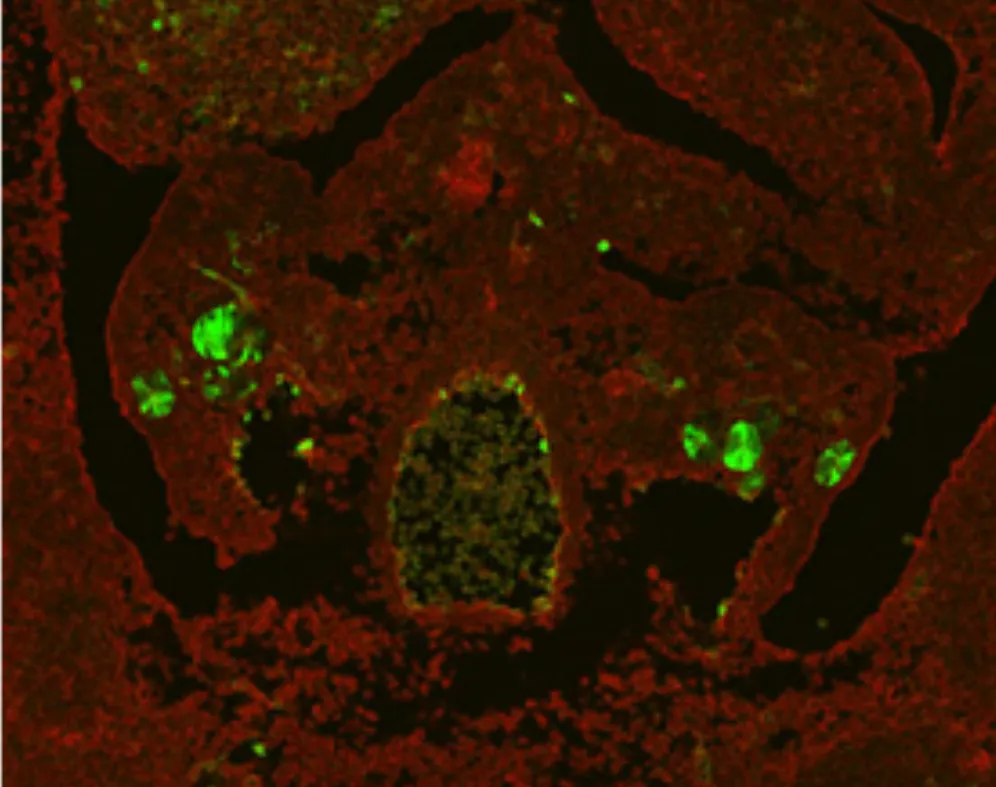 Region of the early embryo in which blood stem cells first emerge.