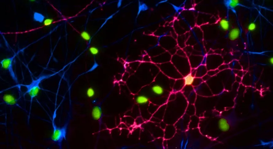 A stem cell-derived human oligodendrocyte 