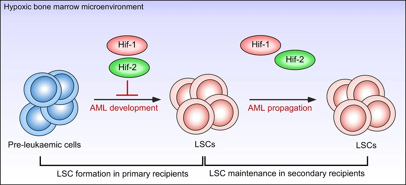 Hypoxic bone marrow microenvironment