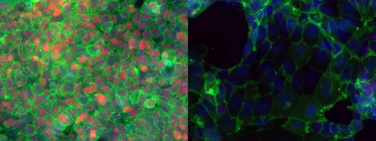 embryonic stem cells stick together