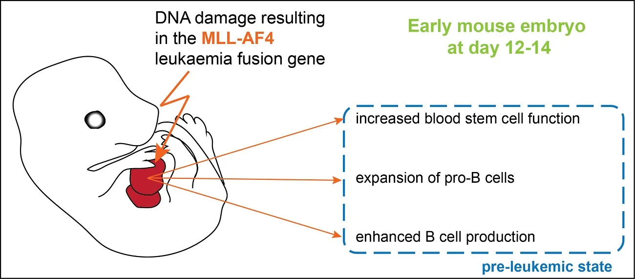 Early mouse embryo diagram