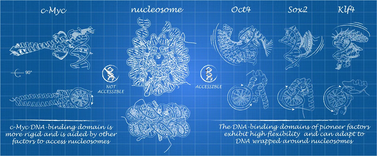 reprogramming blueprint