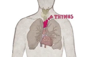 The location of the Thymus