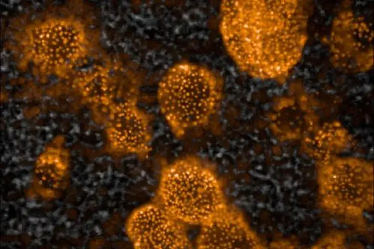 Spheres of stem cell-derived liver cells