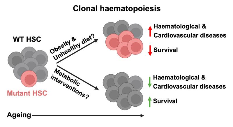 Clonal haemopoiesis infographic