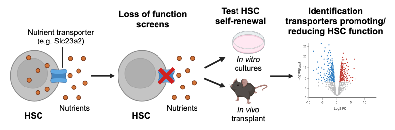 Nutrients HSC screen infographic