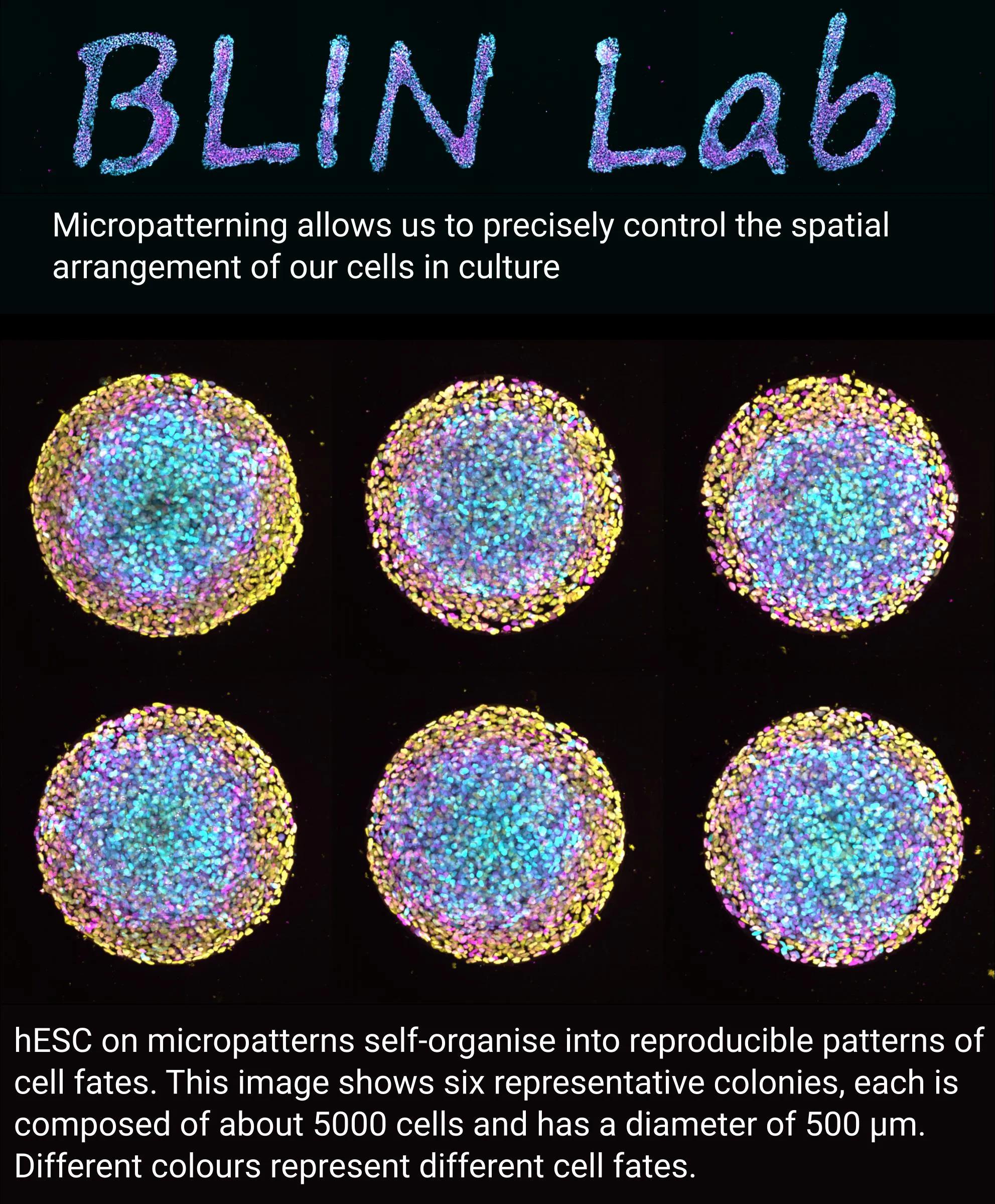 Infographic describing micropatterning