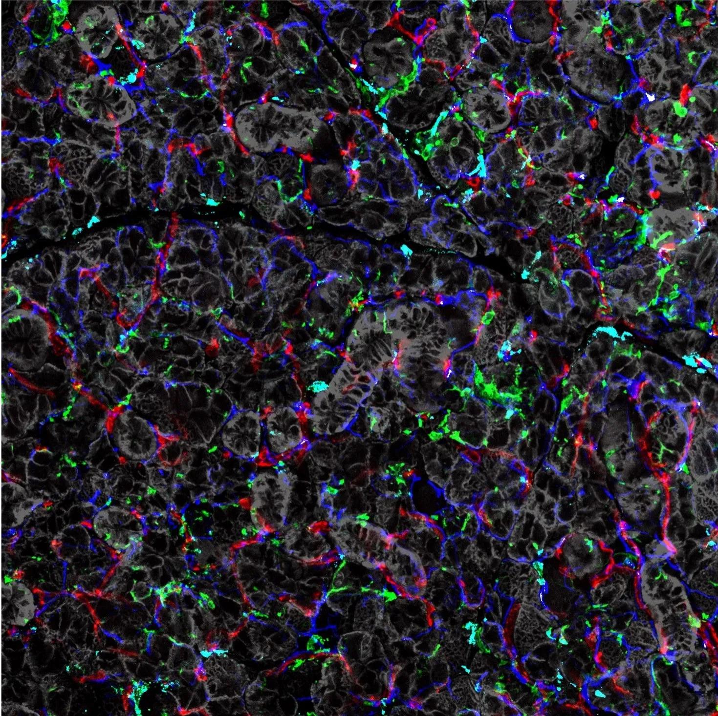 A microscope image of stained cells