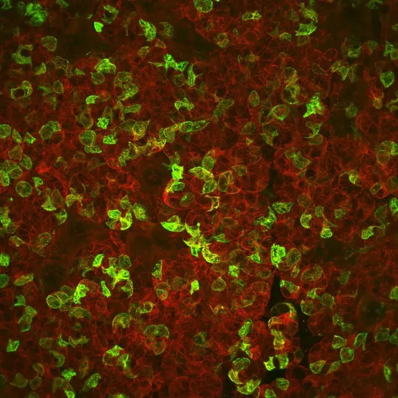 A microscope image of stained cells