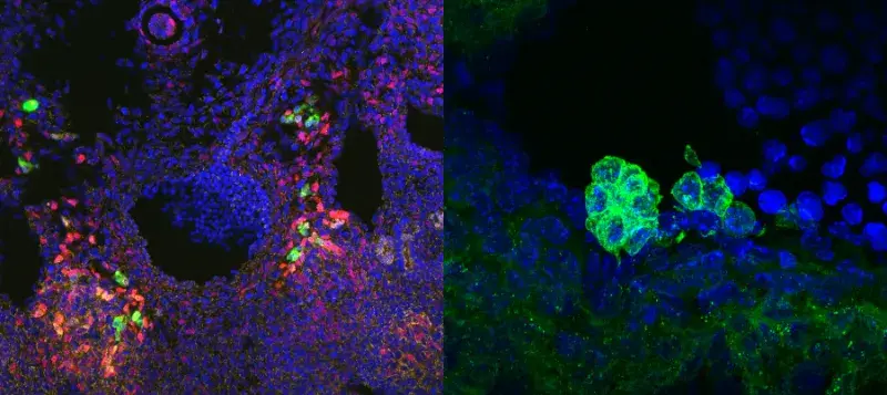 Microscopy images of haematopoietic cells in the mouse embryonic dorsal aorta