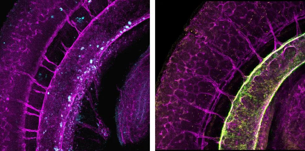 Microscope images of mouse embryonic dorsal aorta at the time of hematopoietic stem cell emergence 