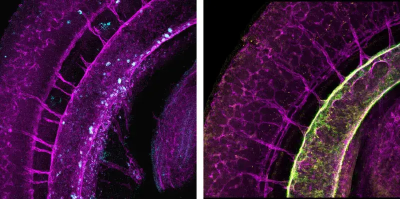 Microscope images of mouse embryonic dorsal aorta at the time of hematopoietic stem cell emergence 
