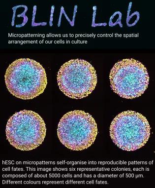 Infographic describing micropatterning