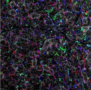 A microscope image of stained cells