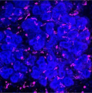 A microscope image of stained cells