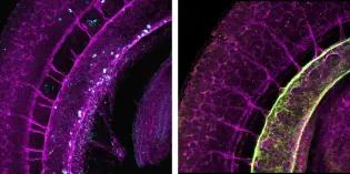 Microscope images of mouse embryonic dorsal aorta at the time of hematopoietic stem cell emergence 