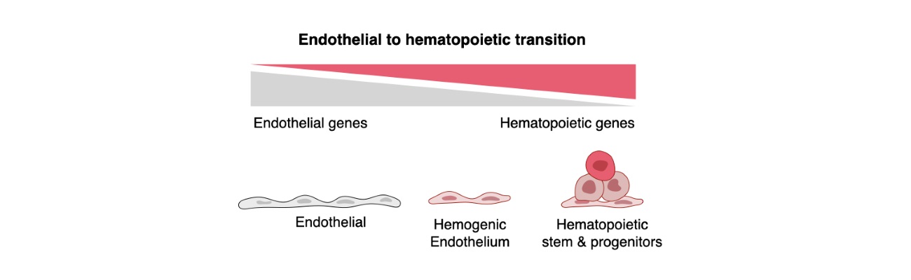 Scientific Infographic presenting the transition of endothelial genes to hematopoietic genes alongside cells graphic.