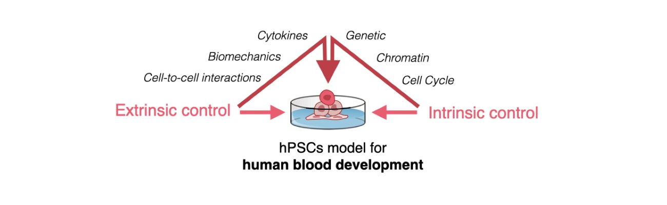 Scientific Infographic presenting the hPSCs model for human blood development.