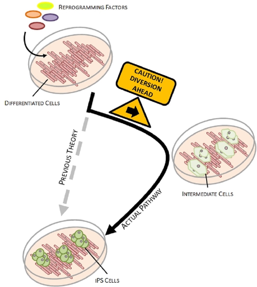 cells detour diagram