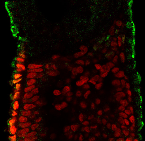 Mouse embryo showing expression of BLIMP1 (green) and OTX2 (red)